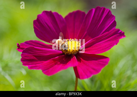 Cosmos rose & Bee, UK Banque D'Images