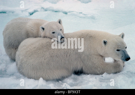 Le Canada. Au Manitoba. Churchill. L'ours blanc dans la neige. Banque D'Images