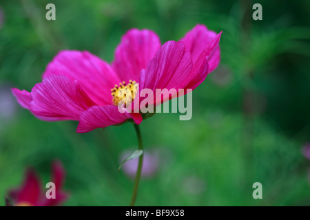 Cosmos rose Banque D'Images