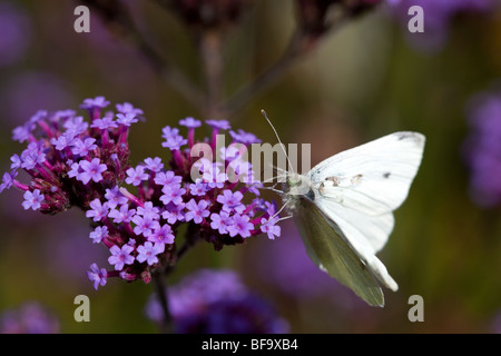 Petit papillon blanc sur Verbena bonariensis Banque D'Images