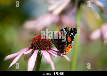 L'amiral rouge papillon sur l'échinacée purpurea Banque D'Images