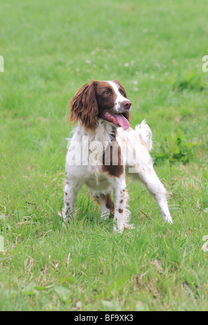 Springer Spaniel Banque D'Images