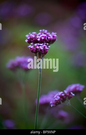 Verbena bonariensis Banque D'Images