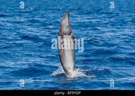 Grand dauphin commun, Tursiops truncatus, marche arrière, le Costa Rica, l'océan Pacifique. Banque D'Images