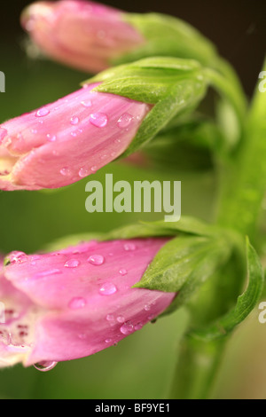 Close up of pink fleurs en forme de trompette couvert de gouttes de pluie Banque D'Images