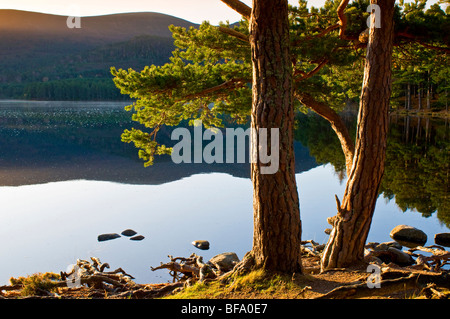 Le bord de l'eau dans le Loch un Elean Aviemore Inverness-shire région des Highlands en Écosse 5525 SCO Banque D'Images