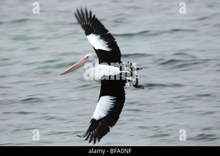 Pelican (Pelecanus conspicillatus australienne) volant à Kingscote sur Kangaroo Island, Australie. Juillet 2006. Banque D'Images