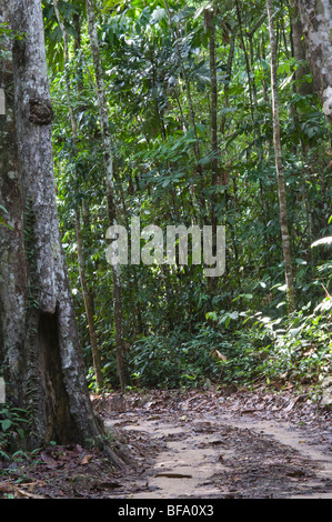 Par la voie de l'habitat de la forêt tropicale, la Forêt d'Iwokrama, bouclier de Guyane, Guyane, octobre Banque D'Images