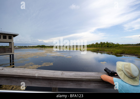 À l'ornithologue de marais, zones humides Caye verte Nature Center, Florida, USA, Amérique du Nord Banque D'Images