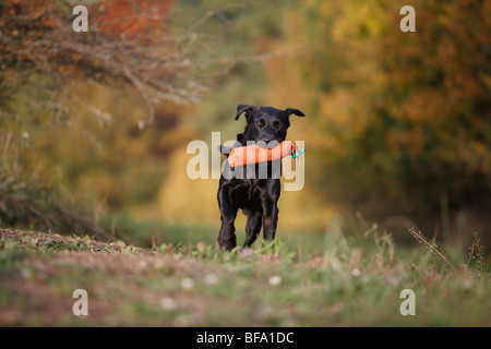 Labrador Retriever (Canis lupus f. familiaris), un an personne qui effectue un mannequin, Allemagne Banque D'Images