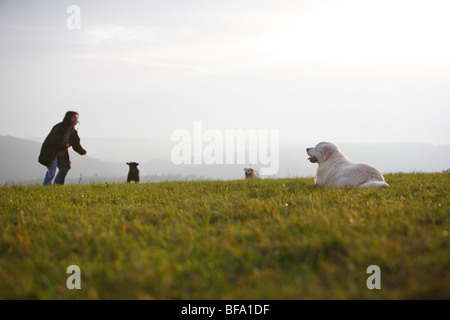 Golden Retriever (Canis lupus f. familiaris), femme jouant avec son Golden Retriever et Labrador Retriever dans un pré, Germa Banque D'Images