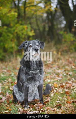 Dog (Canis lupus f. familiaris), 12 ans Mix Retriever assis dans un pré, Allemagne Banque D'Images