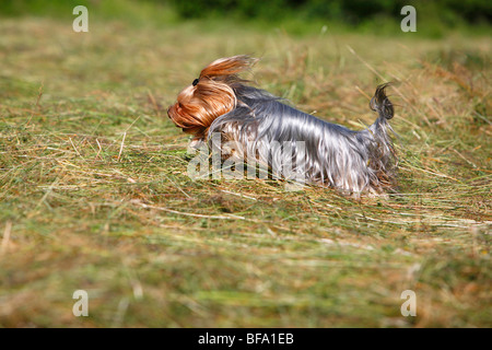 Yorkshire Terrier (Canis lupus f. familiaris), fonctionnant sur un pré, Allemagne Banque D'Images