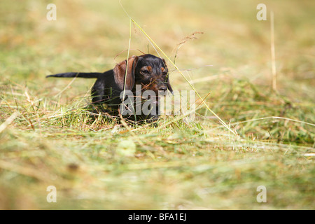 Teckel à poil dur, chien saucisse à poil dur, chien domestique (Canis lupus f. familiaris), chiot dans un standng hay meadow, Allemagne Banque D'Images