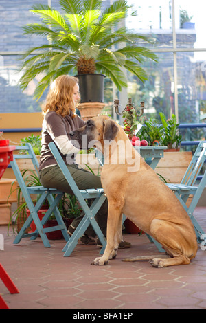 Grand Danois (Canis lupus f. familiaris), jeune femme assise dans un café, son chien à ses côtés, Allemagne Banque D'Images