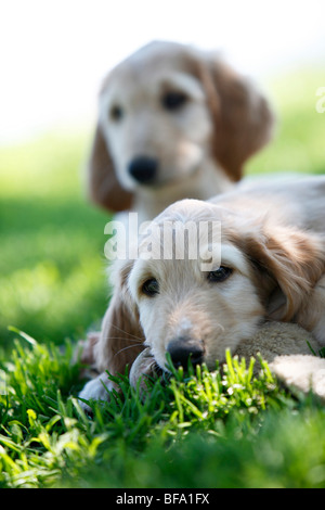 L'Afghanistan, chien lévrier afghan (Canis lupus f. familiaris), deux chiots couché dans l'ombre dans l'herbe Banque D'Images