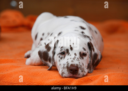 Dalmatien (Canis lupus f. familiaris), minet allongé sur une couverture avec des yeux mi-clos Banque D'Images