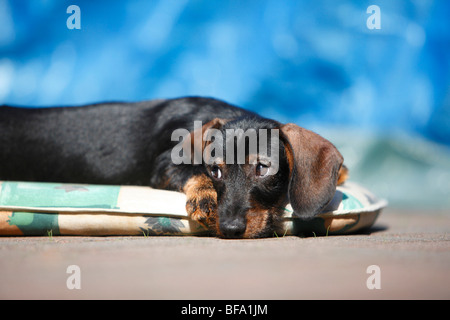 Teckel à poil dur, chien saucisse à poil dur, chien domestique (Canis lupus f. familiaris), minet allongé sur un oreiller à la culpabilité Banque D'Images