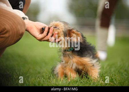 Dog (Canis lupus f. familiaris), d'un chiot terrier mix est caresser Banque D'Images