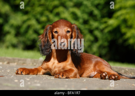 Teckel, chien saucisse, chien domestique (Canis lupus f. familiaris), minet allongé sur le sol en regardant vers l'appareil photo Banque D'Images