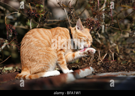 Chat domestique, chat de maison, European Shorthair (Felis silvestris catus) f., demi-année vieux chat sur un toit de lécher sa patte, Allemagne Banque D'Images