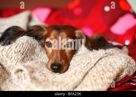 Teckel, chien saucisse, chien domestique (Canis lupus f. familiaris), au lit sur un pull-over Banque D'Images