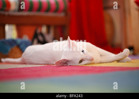 Chat domestique, chat de maison, Oriental Shorthair (Felis silvestris catus). f, chat blanc avec un oeil bleu et un vert couché sur la voiture Banque D'Images