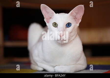 Chat domestique, chat de maison, Oriental Shorthair (Felis silvestris catus). f, chat blanc avec un oeil bleu et un vert assis sur le c Banque D'Images