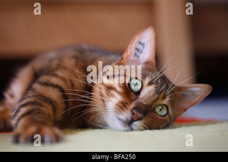 Bengal (Felis silvestris catus. f), allongé sur le tapis Banque D'Images