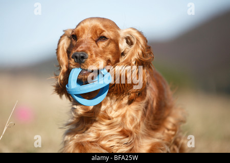 Cocker Anglais (Canis lupus f. familiaris), avec un jouet dans la bouche, Allemagne Banque D'Images