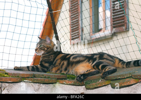 Bengal (Felis silvestris catus. f), allongé sur un mur in einem Garten, Allemagne Banque D'Images