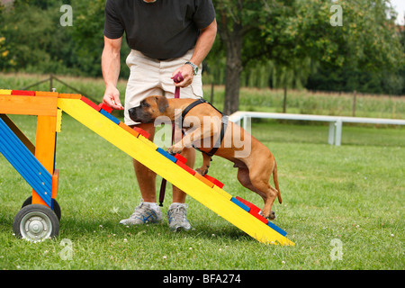 Staffordshire Bull Terrier (Canis lupus f. familiaris), puppie est attiré à marcher sur un obstacle dans une école canine, Allemagne Banque D'Images