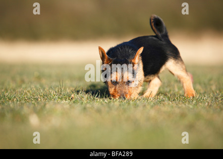 Australian Terrier (Canis lupus f. familiaris), l'inhalation de chiot dans un pré, Allemagne Banque D'Images