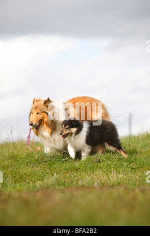 Rough Collie (Canis lupus f. familiaris), tricolore chiot exécutant sur w prairie avec un sable blanc adulte, Allemagne Banque D'Images