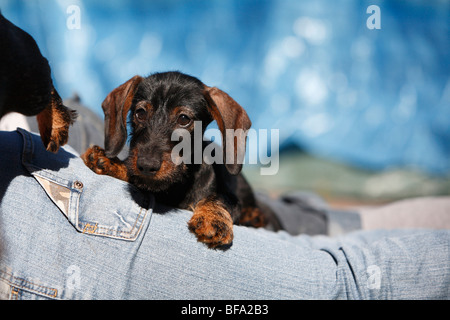 Teckel à poil dur, chien saucisse à poil dur, chien domestique (Canis lupus f. familiaris), minet allongé sur une jambe d'homme, Allemagne Banque D'Images