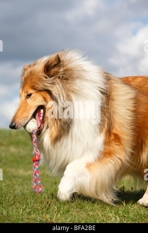 Rough Collie (Canis lupus f. familiaris), sable-blanc adulte avec un jouet, Allemagne Banque D'Images