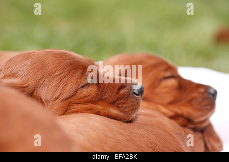 Setter Irlandais rouge Setter Irlandais, (Canis lupus f. familiaris), deux chiots de dormir sur le dos de leur sibbling Banque D'Images