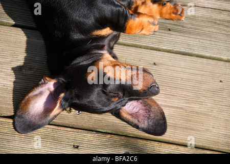 Teckel à poil court, à poil court, chien saucisse chien domestique (Canis lupus f. familiaris), dragonnet avec de tattoo à l'oreille Banque D'Images