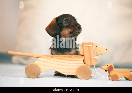 Teckel, chien saucisse, chien domestique (Canis lupus f. familiaris), chiot avec deux chiens saucisse en bois Banque D'Images