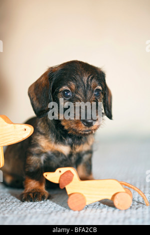 Teckel, chien saucisse, chien domestique (Canis lupus f. familiaris), chiot avec deux chiens saucisse en bois Banque D'Images