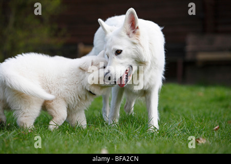 Berger Blanc Suisse (Canis lupus f. familiaris), chiot de lécher la bouche de sa mère, Allemagne Banque D'Images