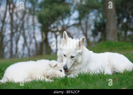 Berger Blanc Suisse (Canis lupus f. familiaris), mère de lécher la tête de son chiot, Allemagne Banque D'Images