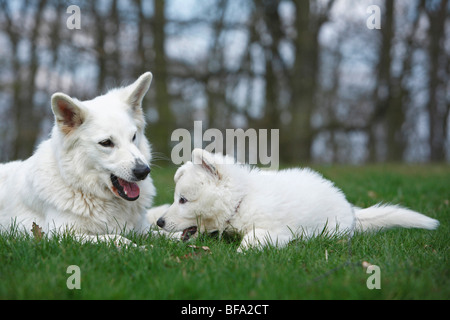 Berger Blanc Suisse (Canis lupus f. familiaris), mère couchée avec son chiot dans un pré, Allemagne Banque D'Images