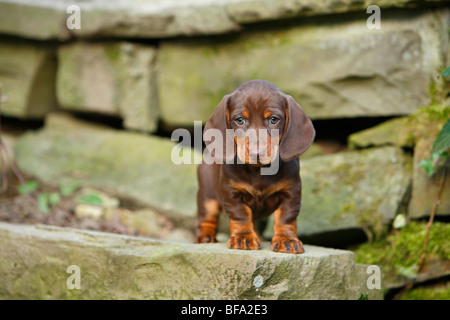 Teckel à poil court, à poil court, chien saucisse chien domestique (Canis lupus f. familiaris), chiot debout sur un mur à la recherche dans Banque D'Images