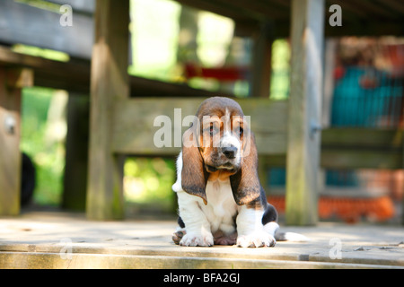 Basset Hound (Canis lupus f. familiaris), chiot assis sur une terrasse, Allemagne Banque D'Images