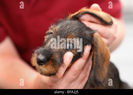 Teckel, chien saucisse, chien domestique (Canis lupus f. familiaris), veterinary examins les oreilles d'un chiot âgé de neuf semaines, Allemagne Banque D'Images