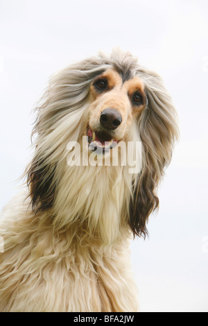 L'Afghanistan, chien lévrier afghan (Canis lupus f. familiaris), portrait Banque D'Images