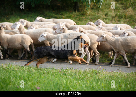 Gelbbacke (Canis lupus f. familiaris), tournant le long d'un troupeau de moutons à garder ensemble sur une route asphaltée qui mène Banque D'Images