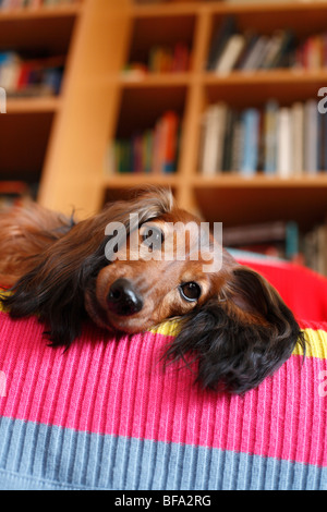 Teckel, chien saucisse, chien domestique (Canis lupus f. familiaris), allongé sur le canapé, Allemagne Banque D'Images