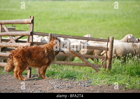 Westerwaelder Kuhhund, vieux chien de berger allemand (Canis lupus f. familiaris), un animal de cette vieille race de berger allemand est à regarder Banque D'Images